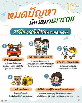 หมดปัญหา น้องหมาเมารถ